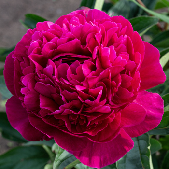Peony, Kansas 