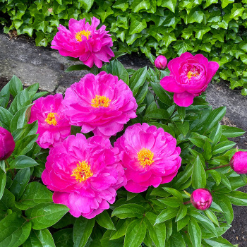 Peony, Nice Gal