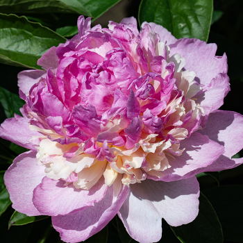 Peony, Raspberry Sundae