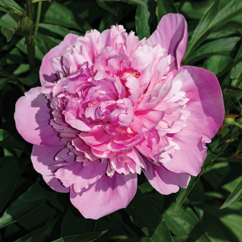 Peony, Sarah Bernhardt 