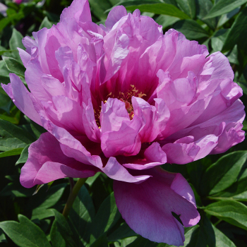 Peony, First Arrival