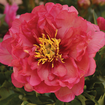 Peony, Julia Rose