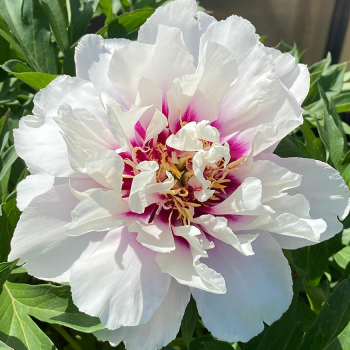Peony, Cora Louise