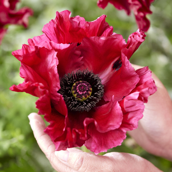 Poppy, Oriental, Red Rumble