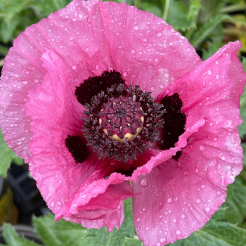 Poppy, Oriental, Little Patty's Plum