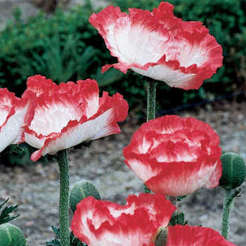 Place Pigalle Oriental Poppy