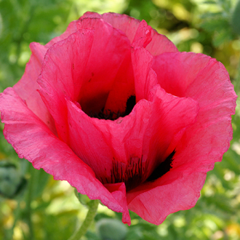 Poppy, Oriental, Raspberry Queen