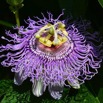 Passionflower, Maypop Vine