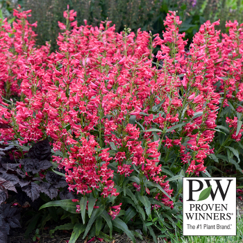 Penstemon, Bejeweled™ Rose Rhinestones