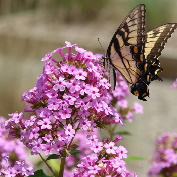 Phlox Jeana