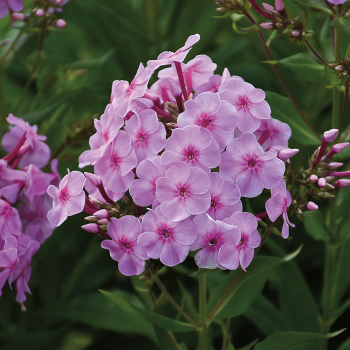 Phlox, Hardy Garden, Uptown Girl 