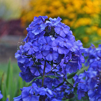 Phlox, Hardy Garden, Blue Paradise
