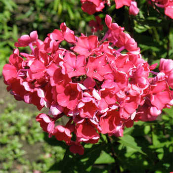 Starfire Hardy Garden Phlox