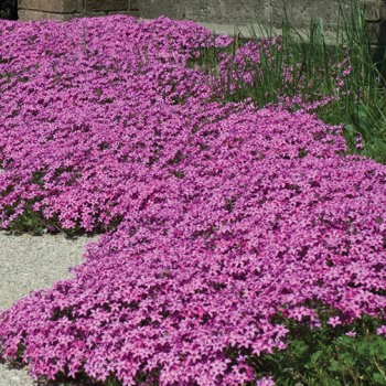 Phlox, Creeping, Wine-Red Phlox, Creeping, Wine-Red
