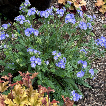 Polemonium, Hurricane Ridge Polemonium, Hurricane Ridge