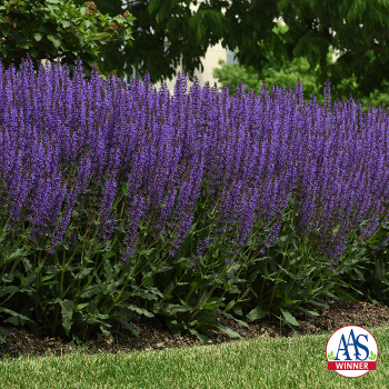 Salvia, Blue By You Salvia, Blue By You