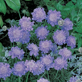 Scabiosa, Butterfly Blue Scabiosa, Butterfly Blue