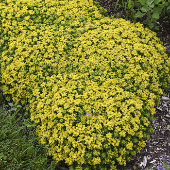 Sedum, Little Miss Sunshine
