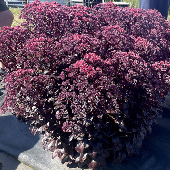 Sedum, Nova® Cherry Fizz
