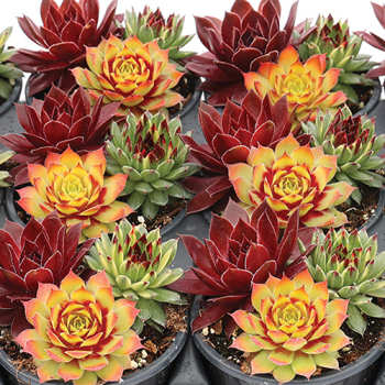 Sempervivum, Chick Charms® Trio Strawberry Sunrise™
