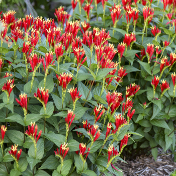 Spigelia, Little Redhead