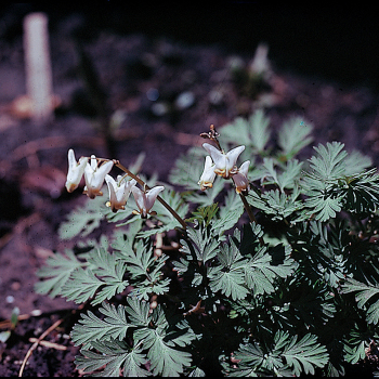 Wildflower, Dutchman's Breeches Wildflower, Dutchman's Breeches