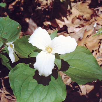Wildflower, Trillium, White