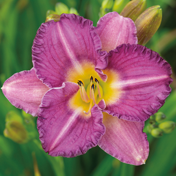 Daylily, Entrapment