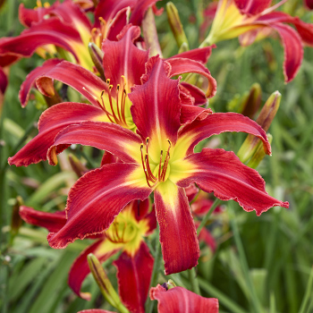 Daylily Heavenly United We Stand