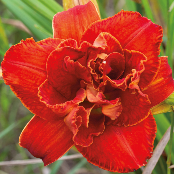 Daylily, Moses Fire