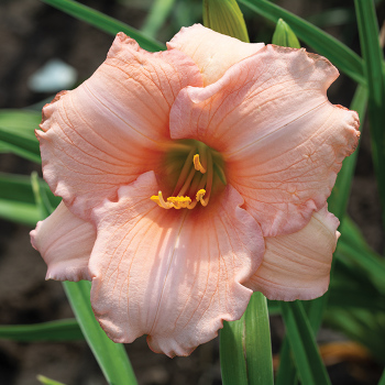 Daylily, On and On