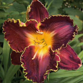 Daylily Storm of the Century