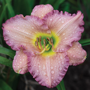Daylily Big Blue