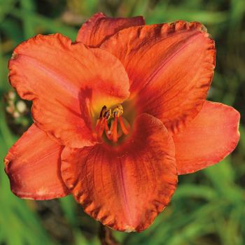 Daylily, South Seas