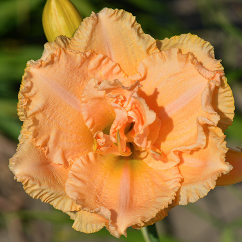 Daylily Winning Ticket