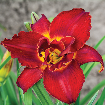 Daylily, Highland Lord