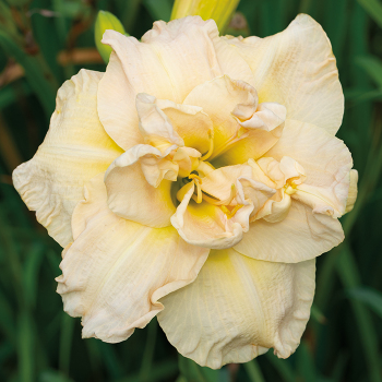 Daylily, Ikebana Star