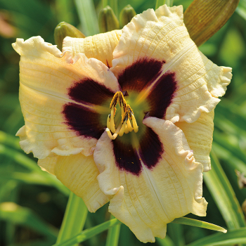 Daylily, Siloam Ury Winniford