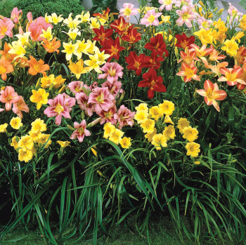 Daylily, Color Wheel Mix, Pack of 3