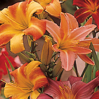 Pastel Parfait Daylily Mix