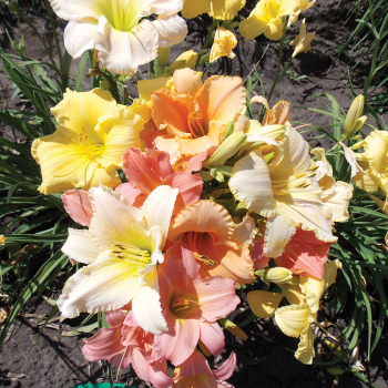Daylily, Pastel Parfait Mix, Pack of 3