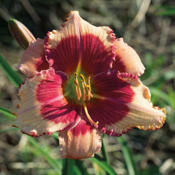 Daylily, Ageless Beauty
