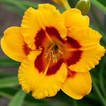 Daylily, Blackberry Sherbert