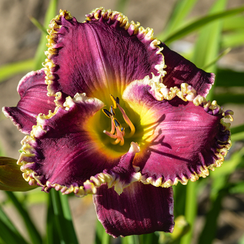 Daylily, Bettylen