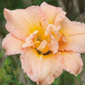 Daylily, Dublin Elaine