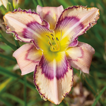 Daylily, Handwriting on the Wall