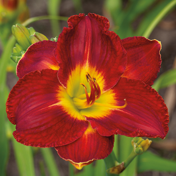Daylily, Passion for Red