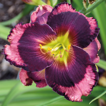 Daylily, Storm Shelter