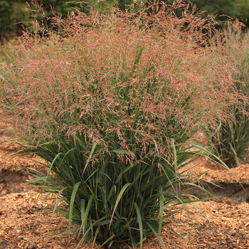 Grass, Dream Catcher® Smoky Rose® Switch