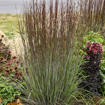Grass Cinnamon Sticks Little Bluestem